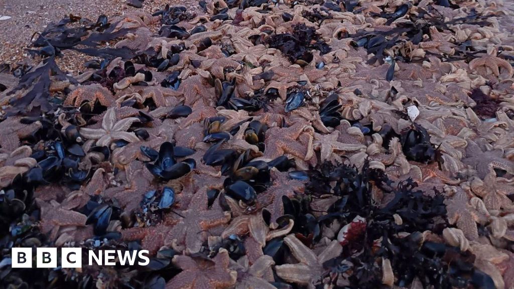 Hundreds of starfish found washed up on Margate beach