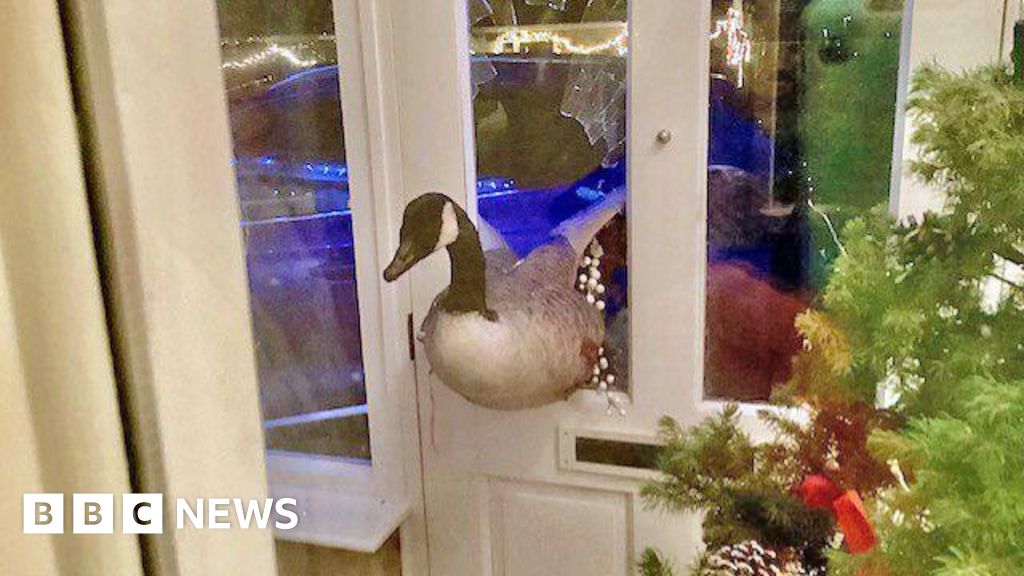 Woman's shock as goose smashes through front door in Countesthorpe