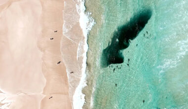 Tourists flee water in Byron Bay as incredible natural 'event' busts Aussie ocean myth