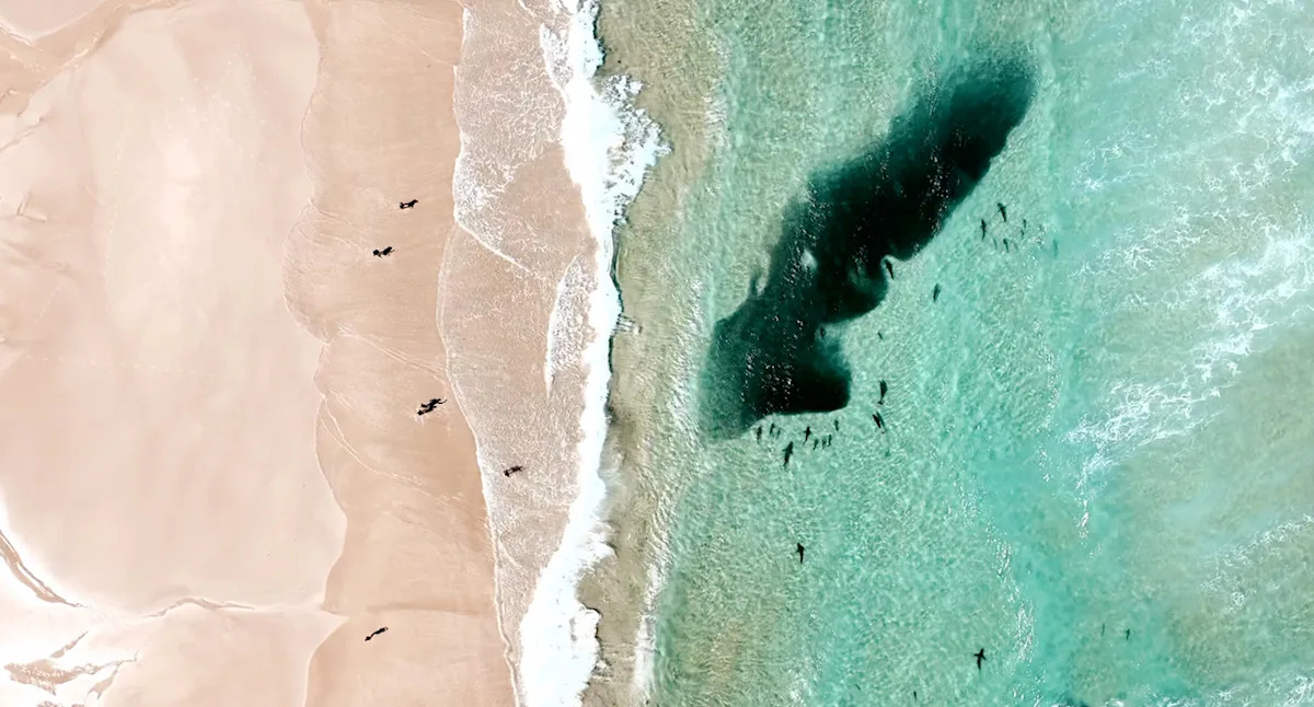 Tourists flee water in Byron Bay as incredible natural 'event' busts Aussie ocean myth