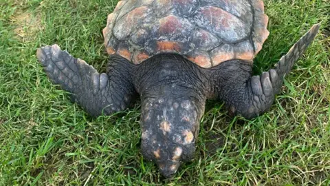 Casey Lammie A close up image of the loggerhead turtle lying on a patch of grass showing its two front legs, head and top of its shell