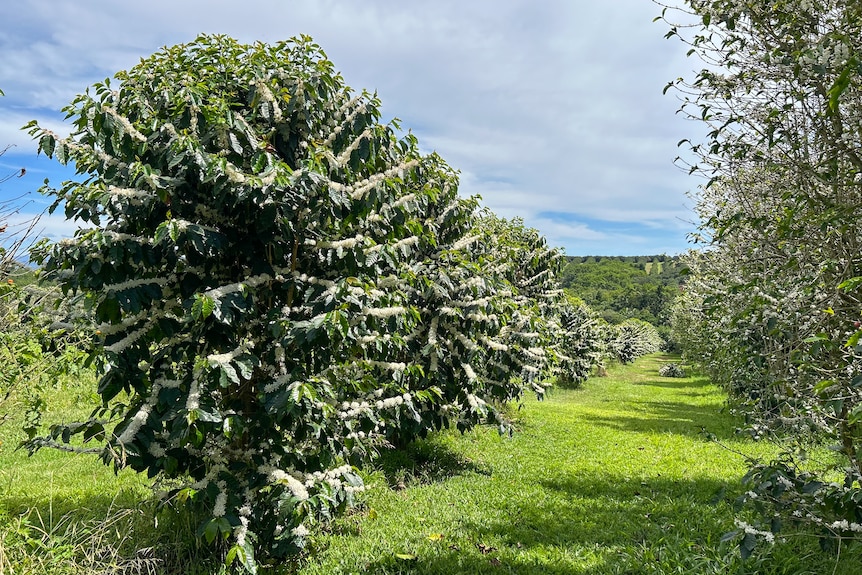 Coffee trees with white blossoms.