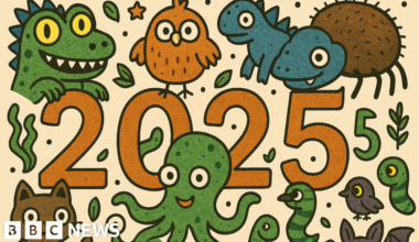 Quiz of the week: What's the animal of the year? - BBC