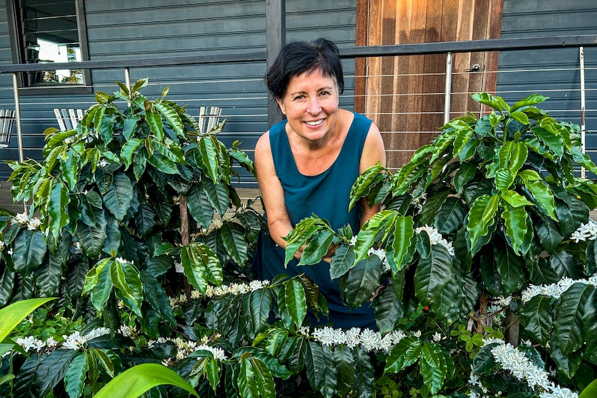 A lady in a blue dress stands between two coffee trees with white flowers on them.