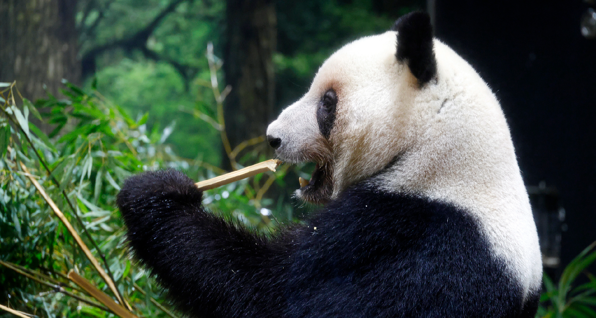 Japan's last pandas to return to China in January - news.cgtn.com