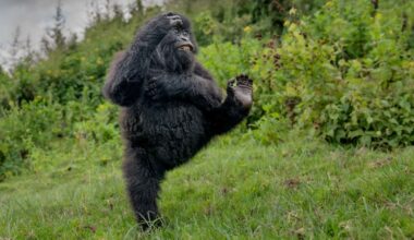 High-fiving gorilla scoops first prize at Comedy Wildlife Awards
