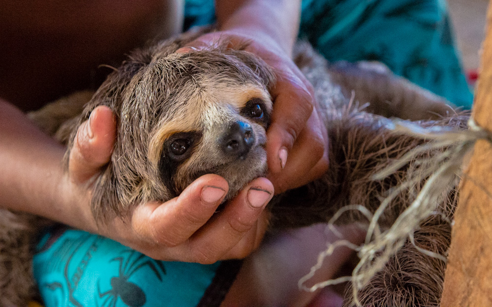 Stricter rules adopted to protect sloths from pet trade and selfie tourism
