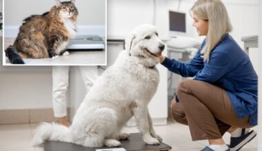 First ever GLP-1 implant for pets promises major weight-loss benefits