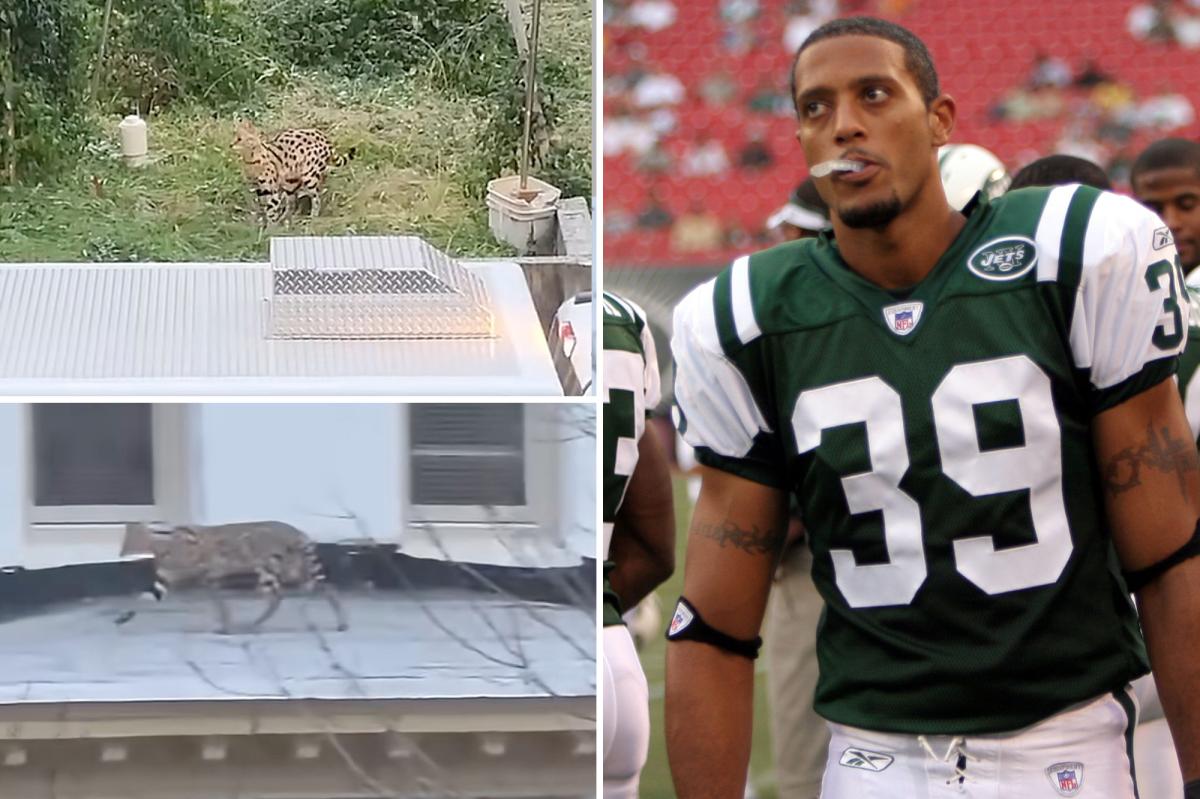 Two exotic cats belonging to one-time New York Jet run wild in Baltimore neighborhood