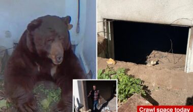 Exclusive | Altadena homeowner describes what it's like to live with an unwanted 550-pound bear