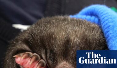 Week in wildlife: a baby echidna, a 600lb gator and an ‘unbearable’ bear - The Guardian