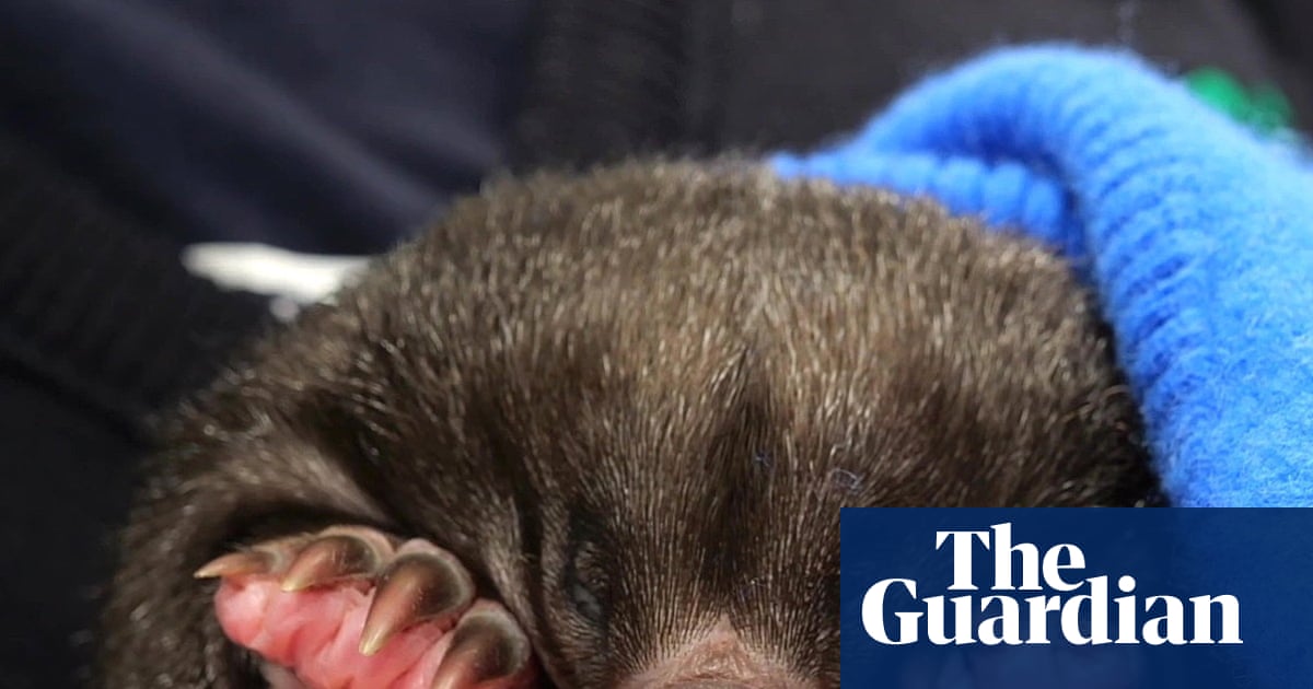 Week in wildlife: a baby echidna, a 600lb gator and an ‘unbearable’ bear - The Guardian