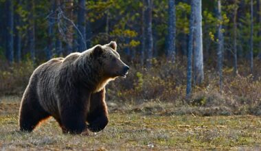 These Italian brown bears have changed their behaviour due to close interaction with humans