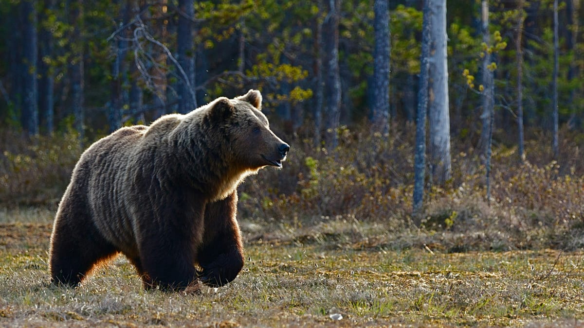 These Italian brown bears have changed their behaviour due to close interaction with humans
