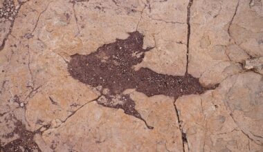 Safe from harm: Study reveals world record breaking dinosaur footprint park protected by mud
