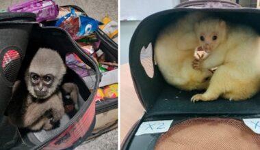 ‘Sophisticated’ criminals busted as 30,000 live animals seized in wildlife trafficking crackdown