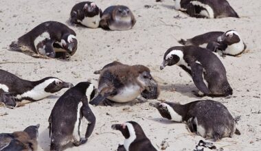 African penguins starved ‘en masse’ due to food shortages driven by climate shifts and overfishing