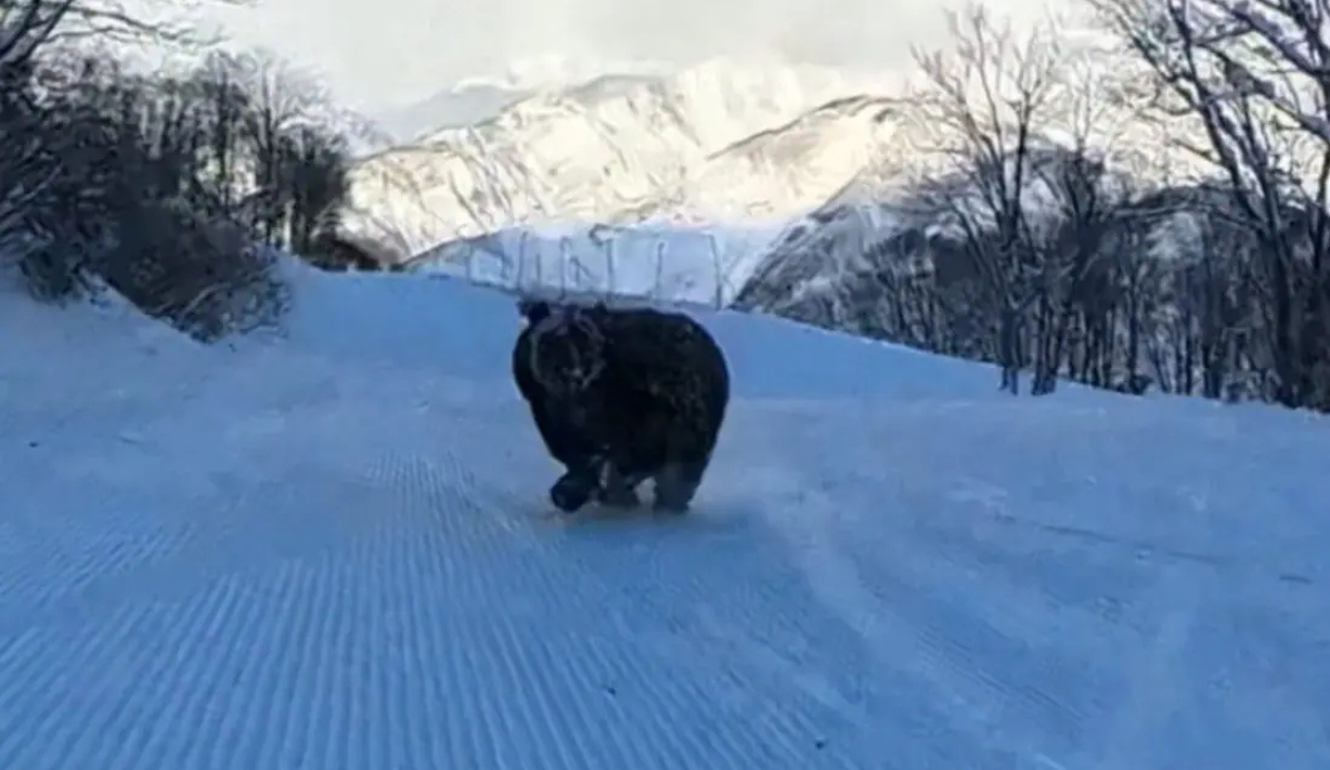 Snowboarder Films a Bear Chasing Him During an Early Morning Run in Japan