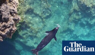 Greek tragedy: the rare seals hiding in caves to escape tourists | Wildlife