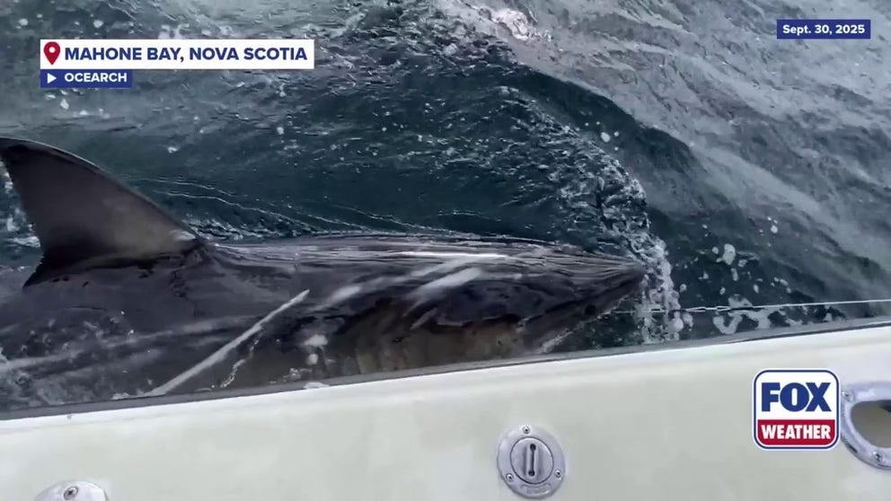 Ripple, a sub-adult male white shark was tagged by OCEARCH on Sept. 30, 2025 off the coast of Nova Scotia. OCEARCH scientists track sharks like Ripple to understand their migration patterns and how they impact the ocean. 