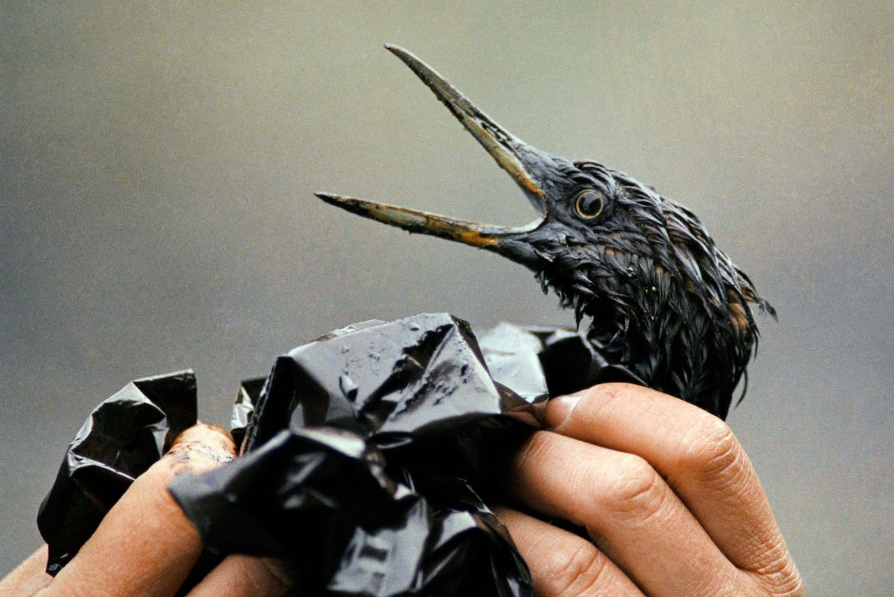 Hands hold a bird covered in oil slick