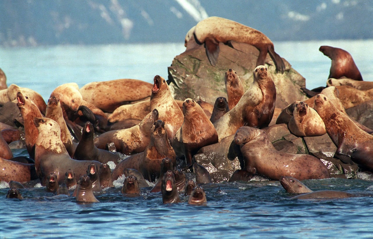 Sea lions get oil on them as they swim in the water and sit on a rock