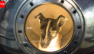First animal in space! Brave stray dog whose 1957 space mission made history and never returned |