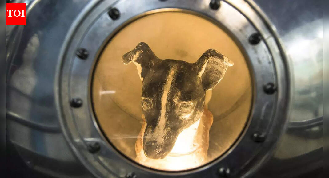 First animal in space! Brave stray dog whose 1957 space mission made history and never returned |