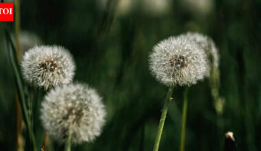 Could a simple backyard weed fight one of the deadliest cancers; know what researchers found |