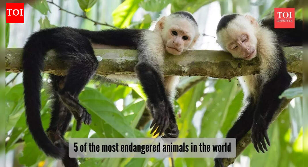 5 of the most endangered animals in the world