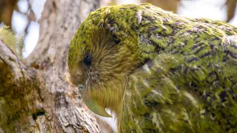 A kākāpō called Boss on Whenua Hou, Codfish Island. Photo: Jake Osbourne.