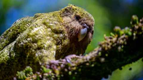 Tuterakipaua the kākāpō on Anchor Island. Photo: Jake Osbourne.