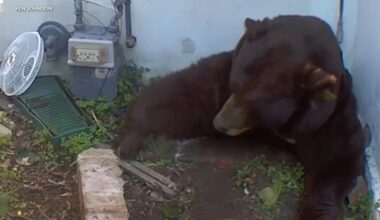 Altadena man finds 500-pound bear living in crawl space underneath home