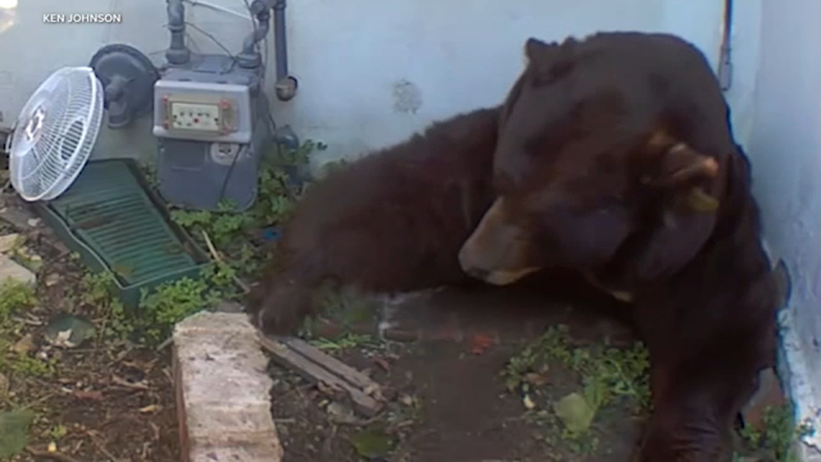 Altadena man finds 500-pound bear living in crawl space underneath home