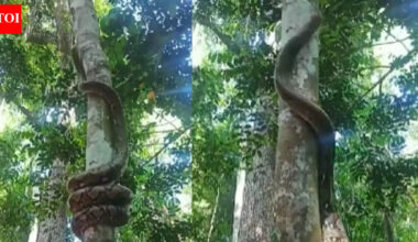 Watch: Reticulated python's jaw-dropping tree-climbing skills captured in a viral video leaving viewers shocked |