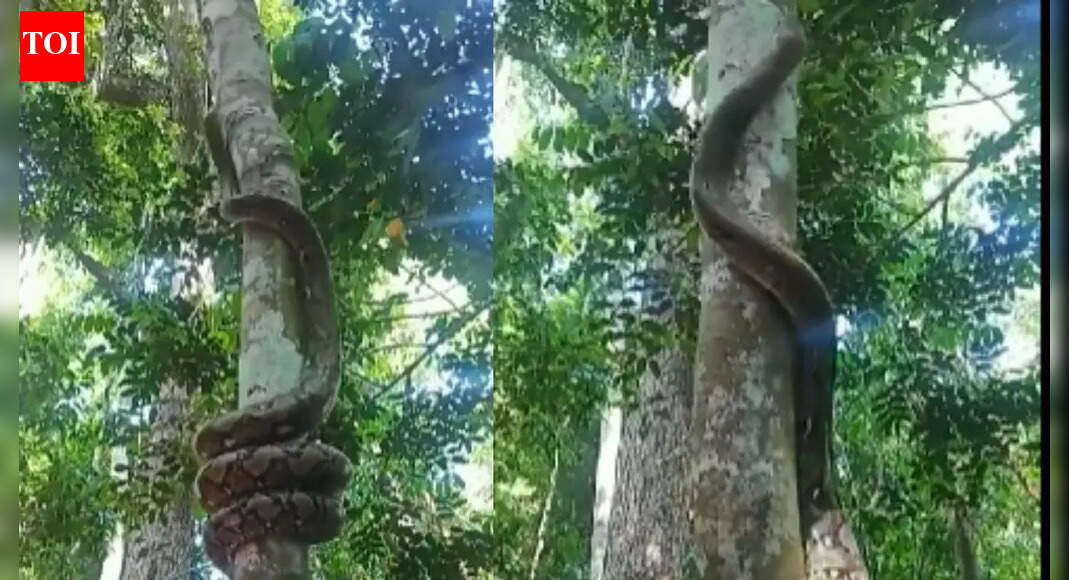 Watch: Reticulated python's jaw-dropping tree-climbing skills captured in a viral video leaving viewers shocked |