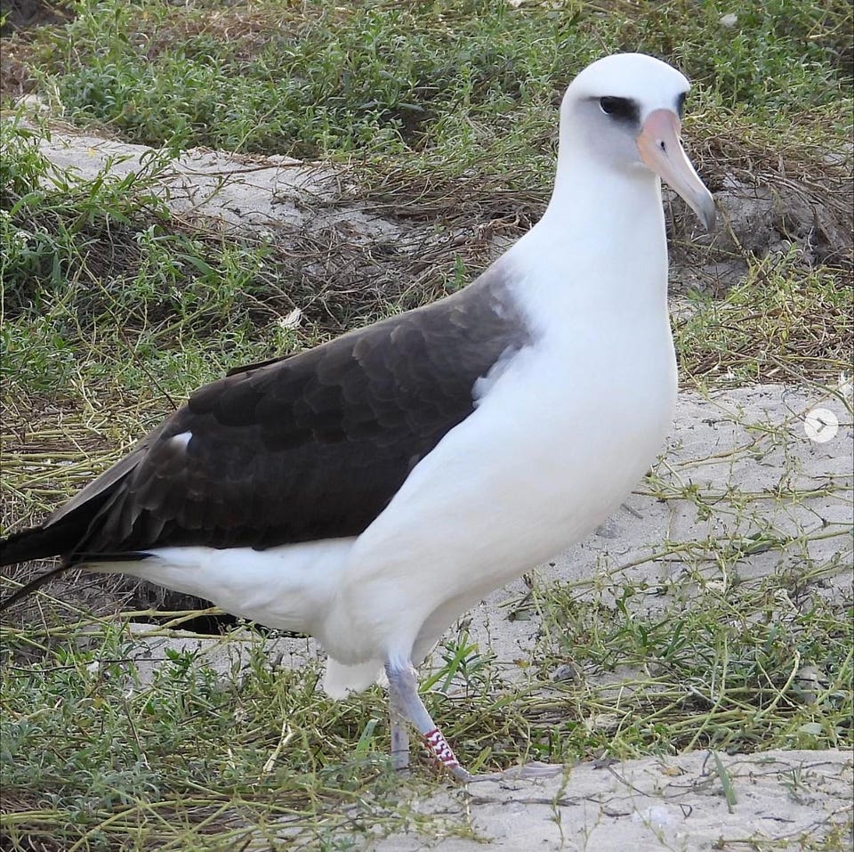Wisdom (Credit: Jon Plissner / USFWS / public domain)