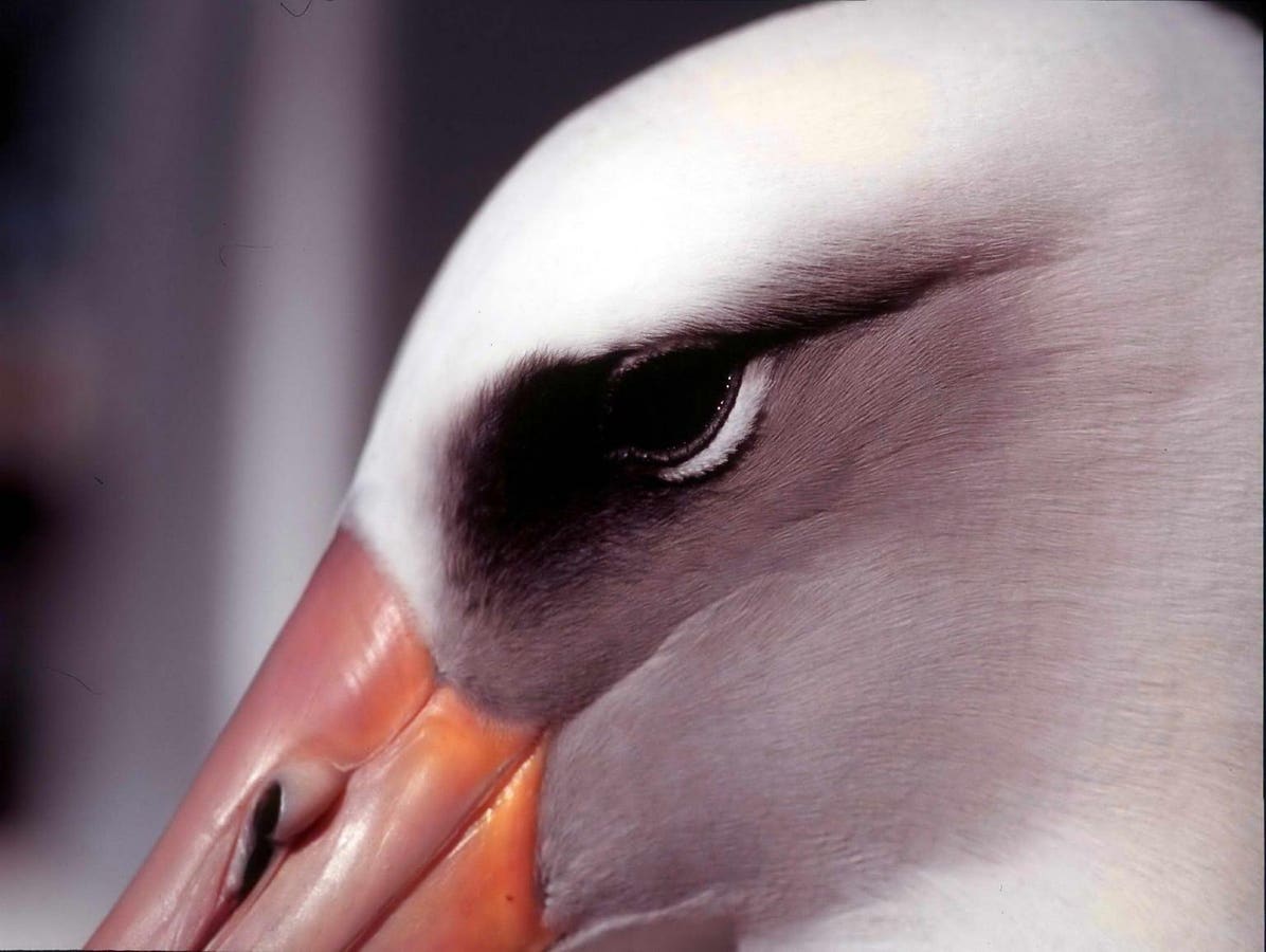 She’s Back! Wisdom the Incredible Laysan albatross Has Returned