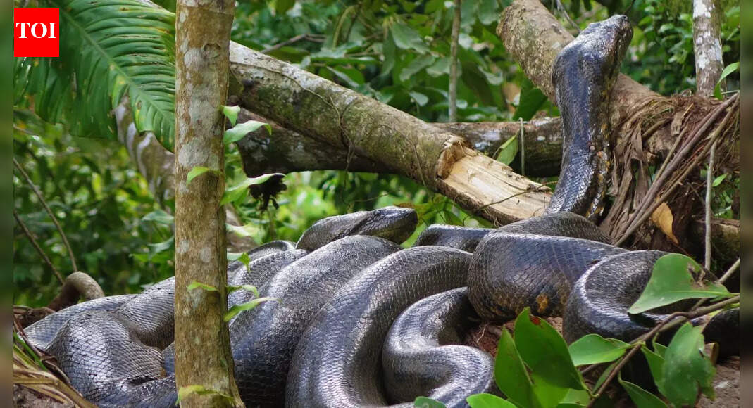 Fossils show anacondas reached colossal size far earlier than thought |