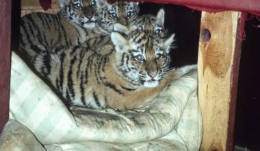 The Siberian Tiger Project: New book details the recovery of Russia’s tigers