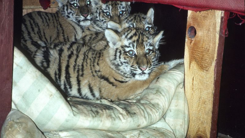 The Siberian Tiger Project: New book details the recovery of Russia’s tigers