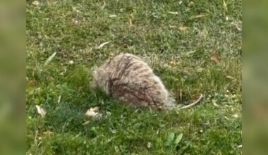 Family Returns Home To 'Breathing Rock' In The Yard — Then It Starts Limping