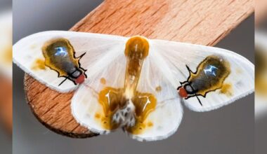 Unusual Moth Tricks Everyone Into Believing He's Just Flies And Bird Poop