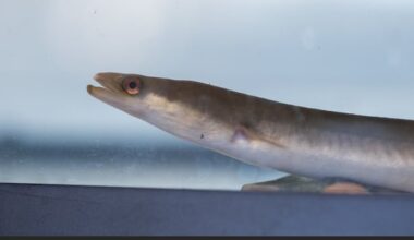 First Nations wonder if Canada's decision on eels is best for future of species