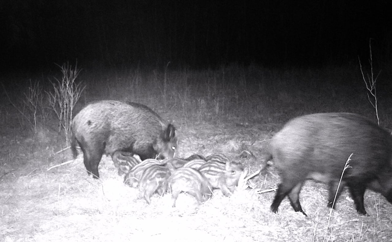 A black and white image of two wild boars and a litter of young boars at night.