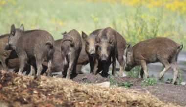 New restrictions placed on hunting, farming 'incredibly destructive' wild boars in Alberta