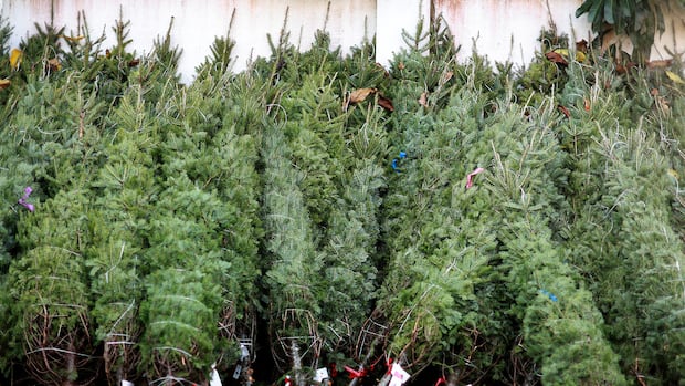 Waterloo's Christmas Tree Lab is trying to save a long-standing tradition from climate change