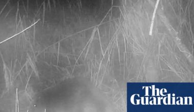 ‘No one knows where it came from’: first wild beaver spotted in Norfolk in 500 years | Wildlife