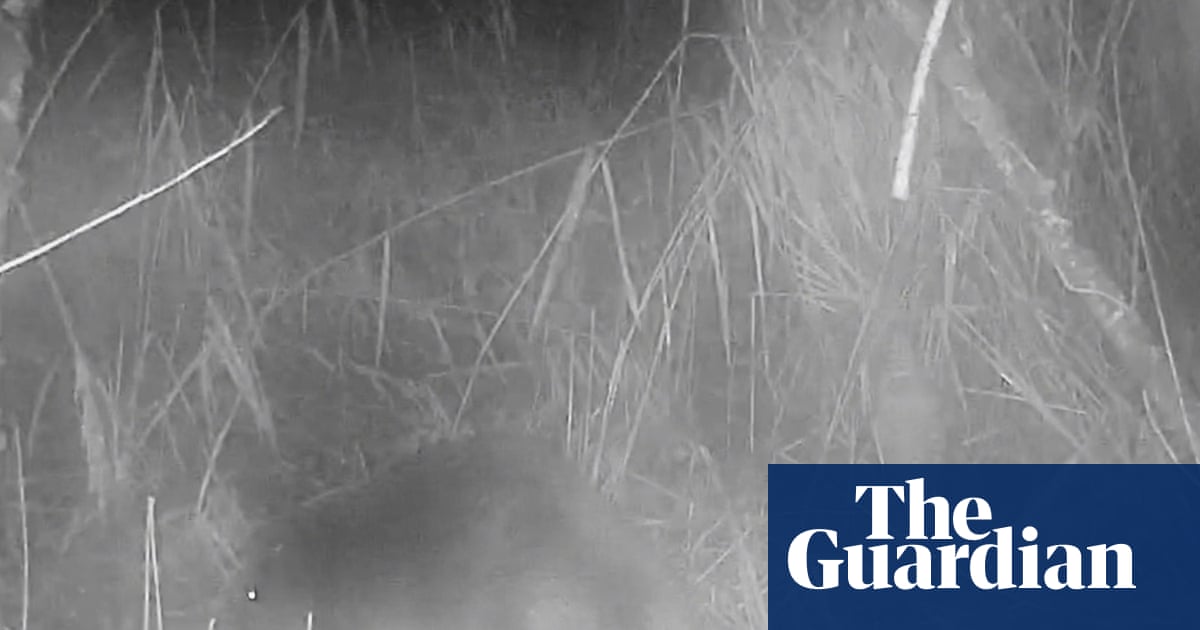 ‘No one knows where it came from’: first wild beaver spotted in Norfolk in 500 years | Wildlife
