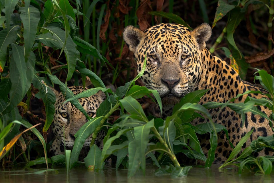 Male Jaguars
